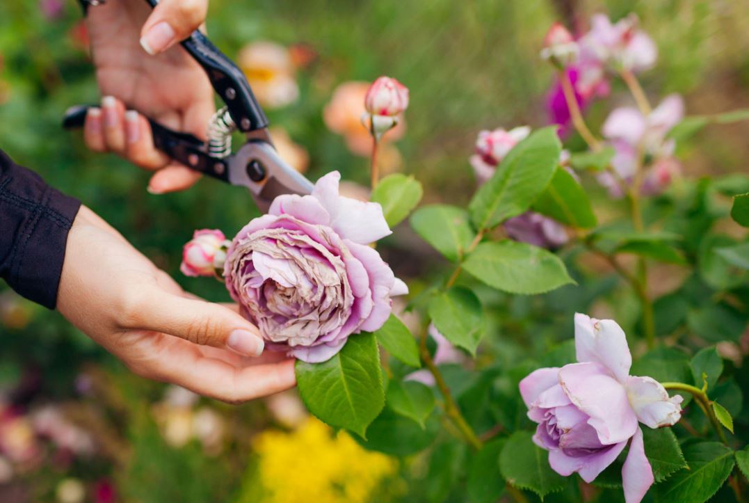 Pruning Techniques for Healthy Roses