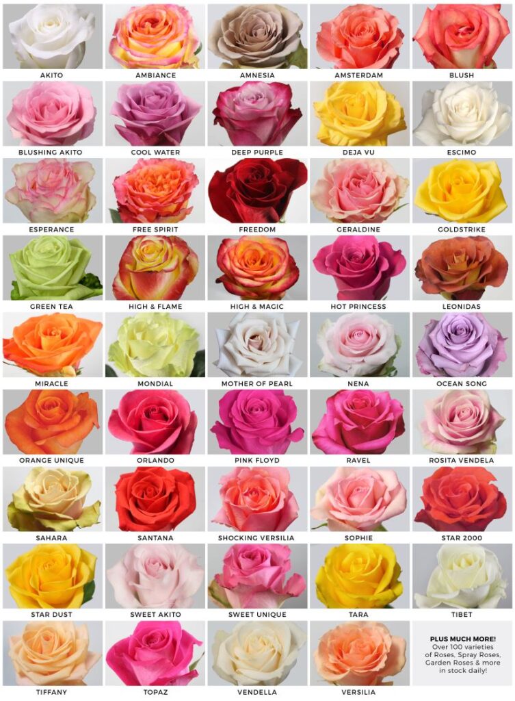 Species of Roses